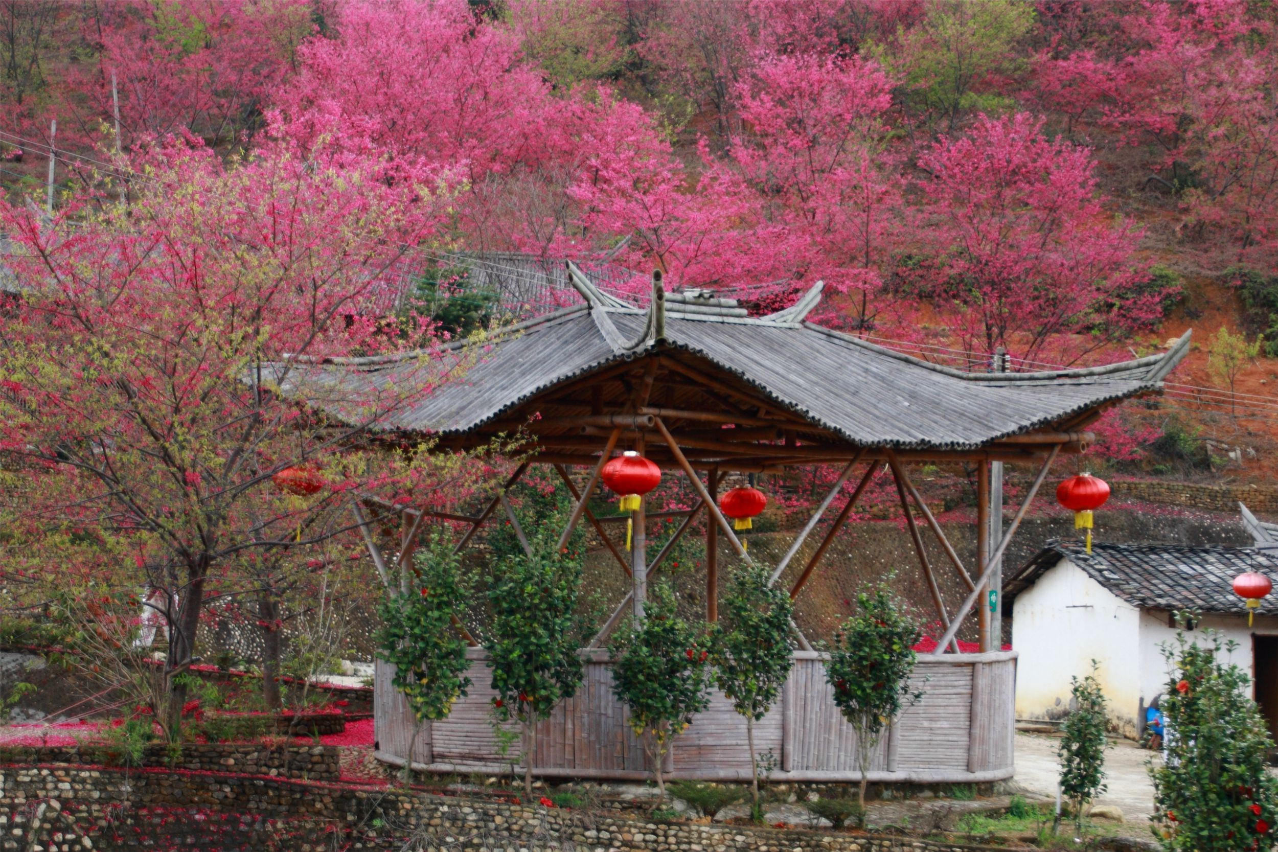 樱花峪1（潘慧恩摄）_副本.jpg