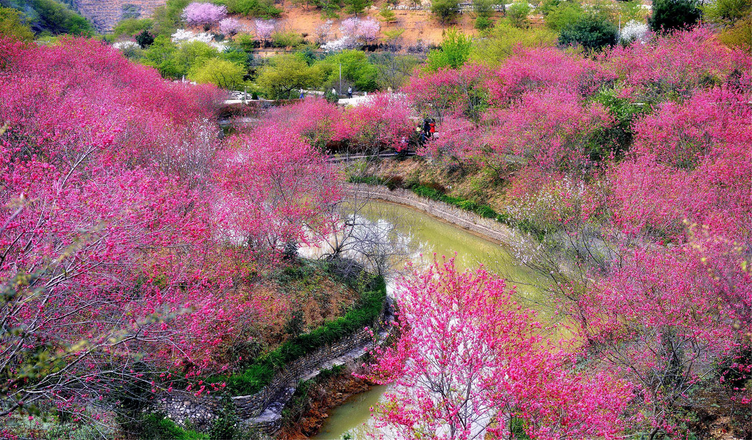 樱花峪红遍山野(张仕荣摄）_副本.jpg