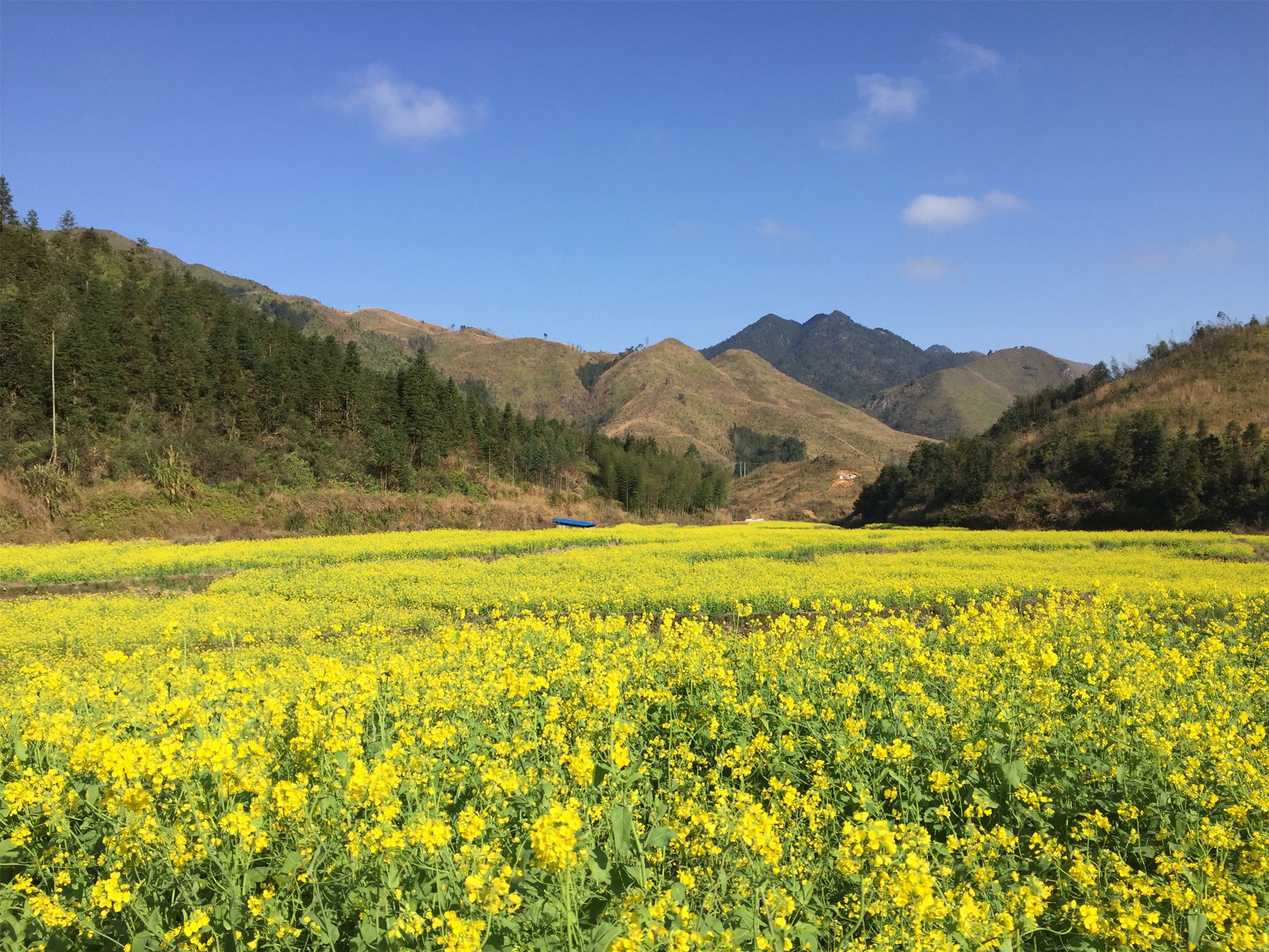 营盘油菜花（潘慧恩摄）_副本.jpg