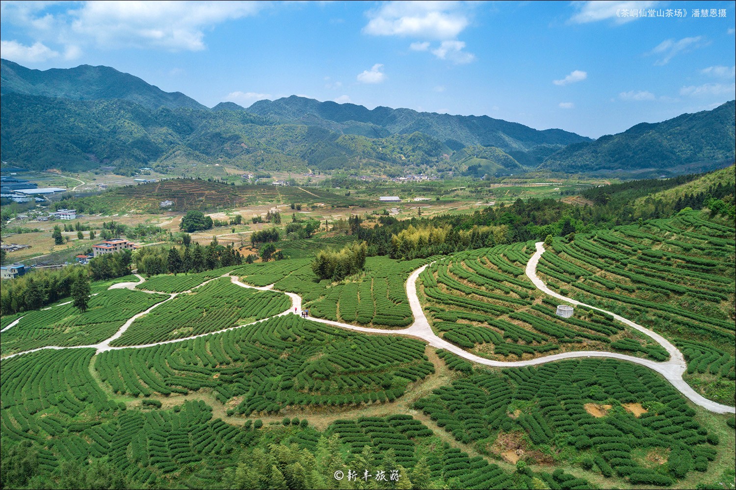 茶峒仙堂山茶场-潘慧恩摄.jpg