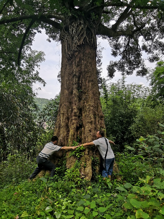 千年红锥树。潘俊才摄 (4).jpg